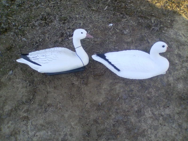 decoys and goose chairs. Duck Hunting Forum